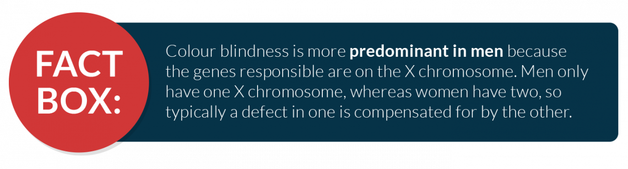 Colour blindness is more predominant in men because the genes responsible are on the X chromosome. Men only have one X chromosome, whereas women have two, so typically a defect in one is compensated for by the other.